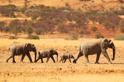 Elephant